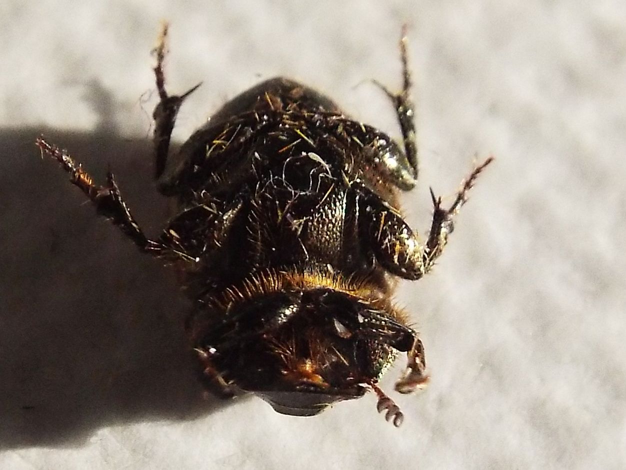 Onthophagus coenobita, femmina, Scarabaeidae